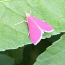 Image of Inornate Pyrausta Moth