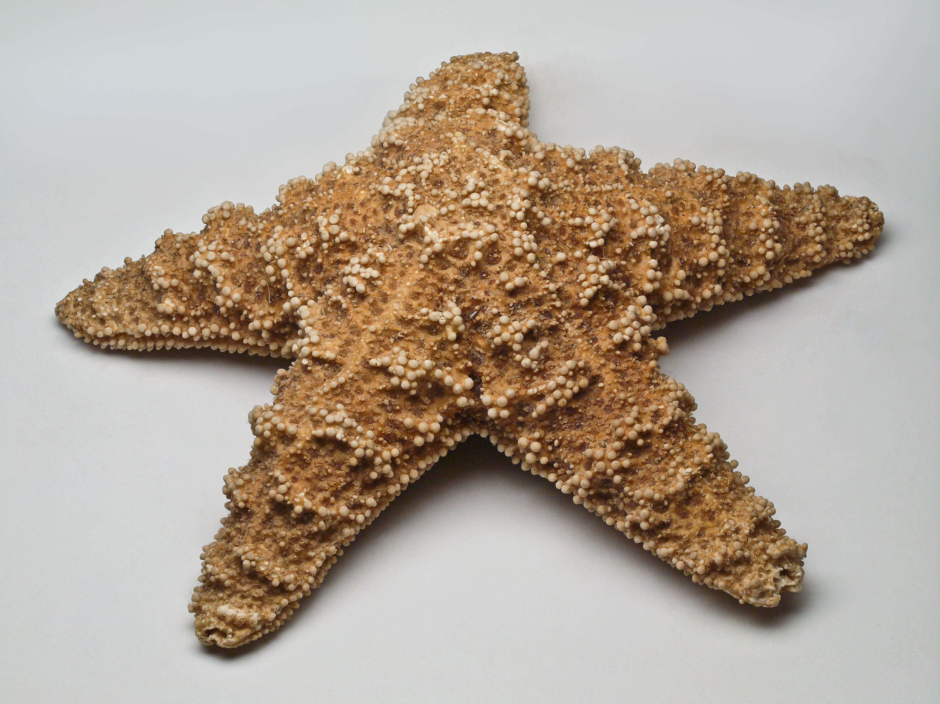 Image of ochre sea star