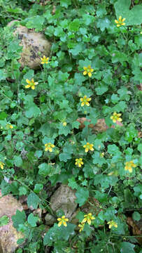 Plancia ëd Saxifraga cymbalaria L.