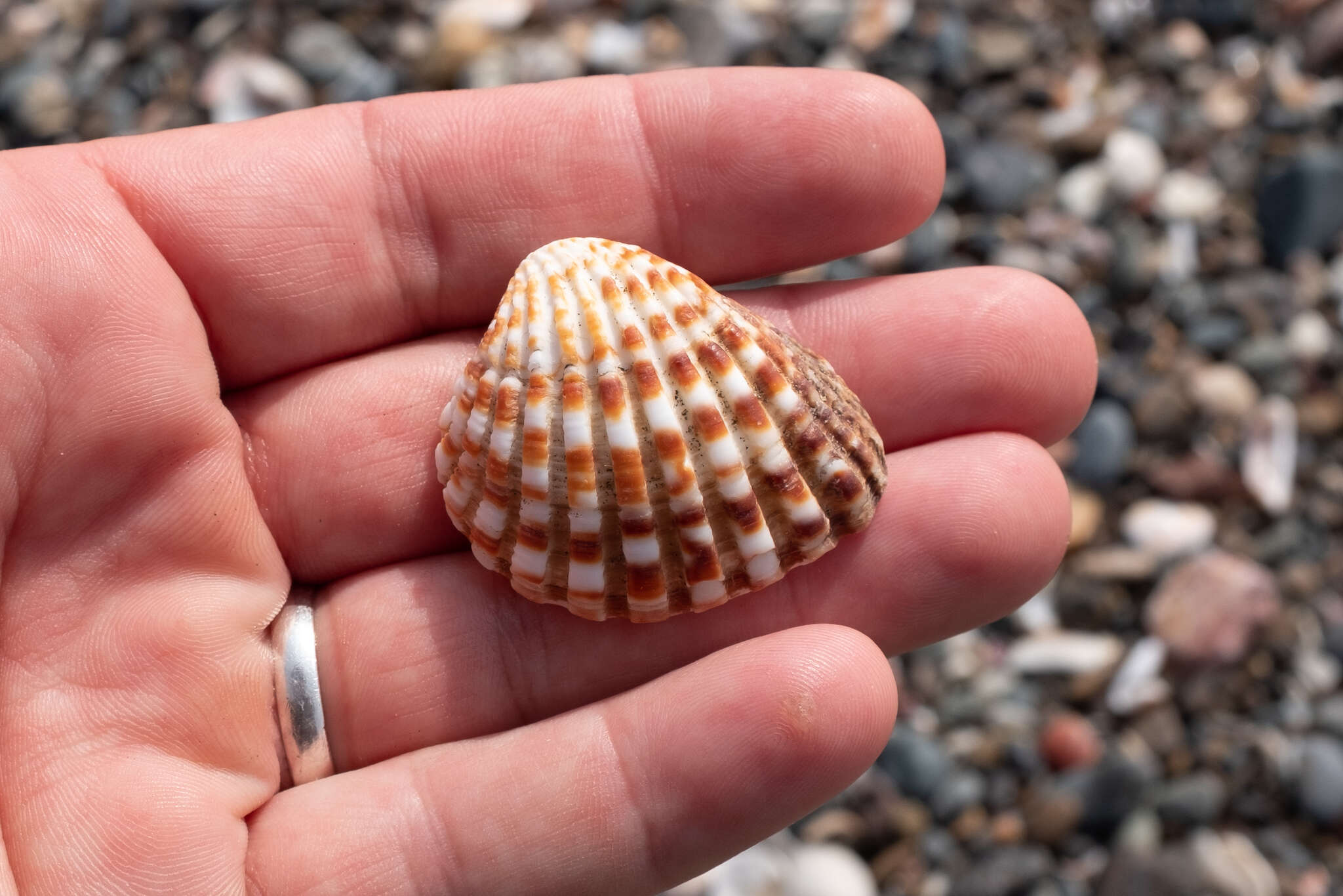 Image of Cardites bicolor (Lamarck 1819)