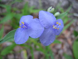 Слика од Tradescantia ohiensis Raf.