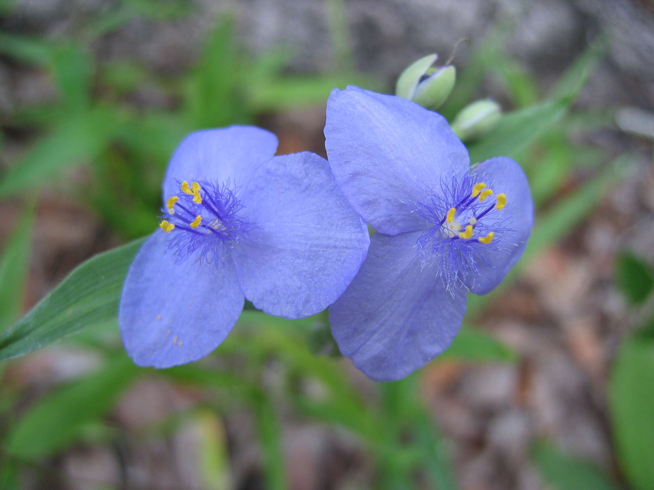 Слика од Tradescantia ohiensis Raf.