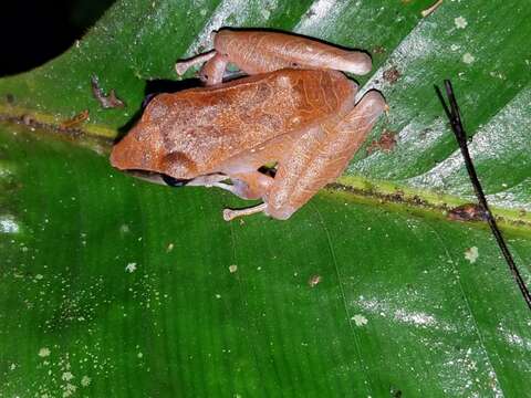 Image of Pristimantis conspicillatus (Günther 1858)