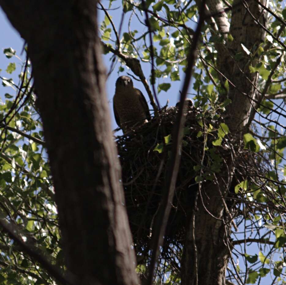 Image of Cooper's Hawk