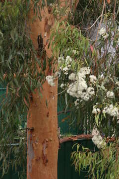 Imagem de Angophora costata (Gaertner) Britton