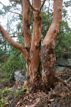 Image of Brittle Gum