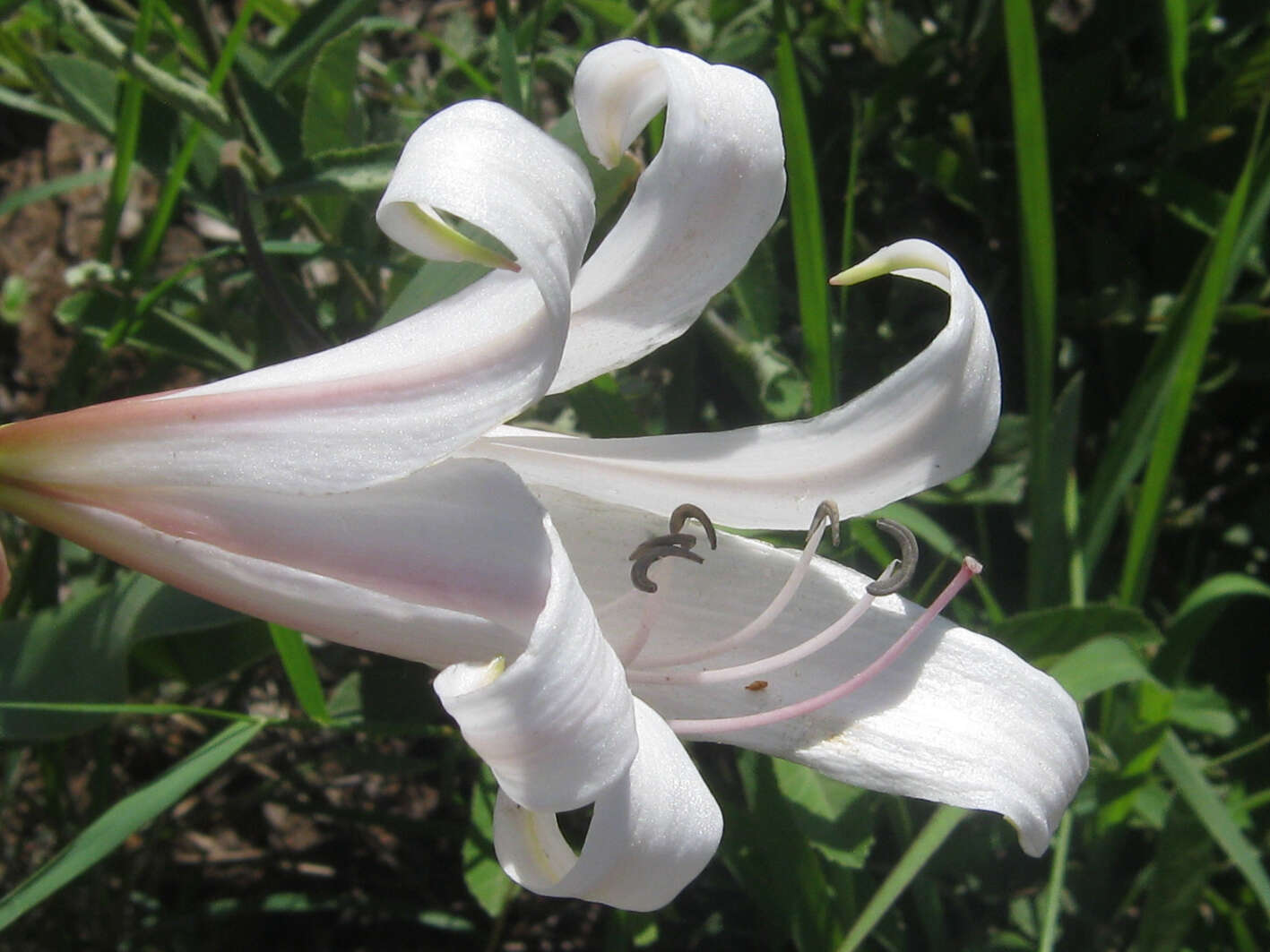 Image de Crinum lugardiae N. E. Br.