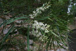 Lomatia myricoides (C. F. Gaertner) Domin的圖片