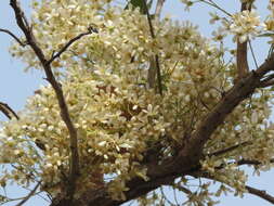 Imagem de Dombeya quinqueseta (Del.) Exell