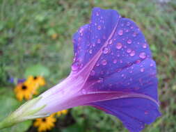 Image of Blue morning glory