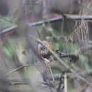 Image of Bar-winged Wren Babbler