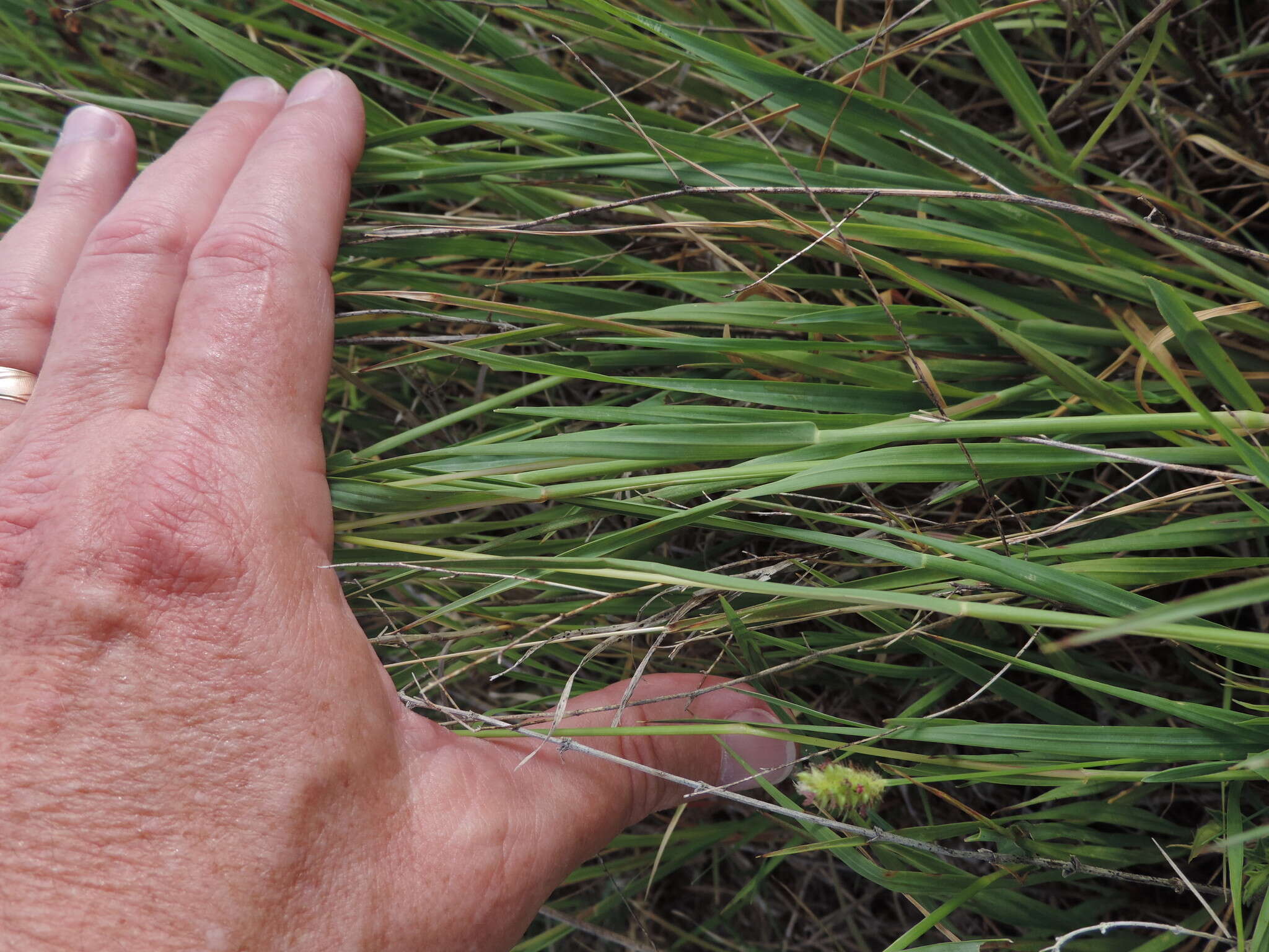 Image of Knotroot Foxtail