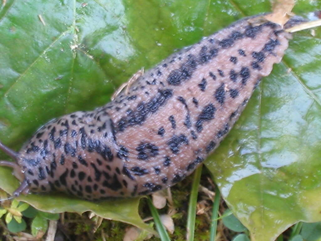 Image of Limax Linnaeus 1758