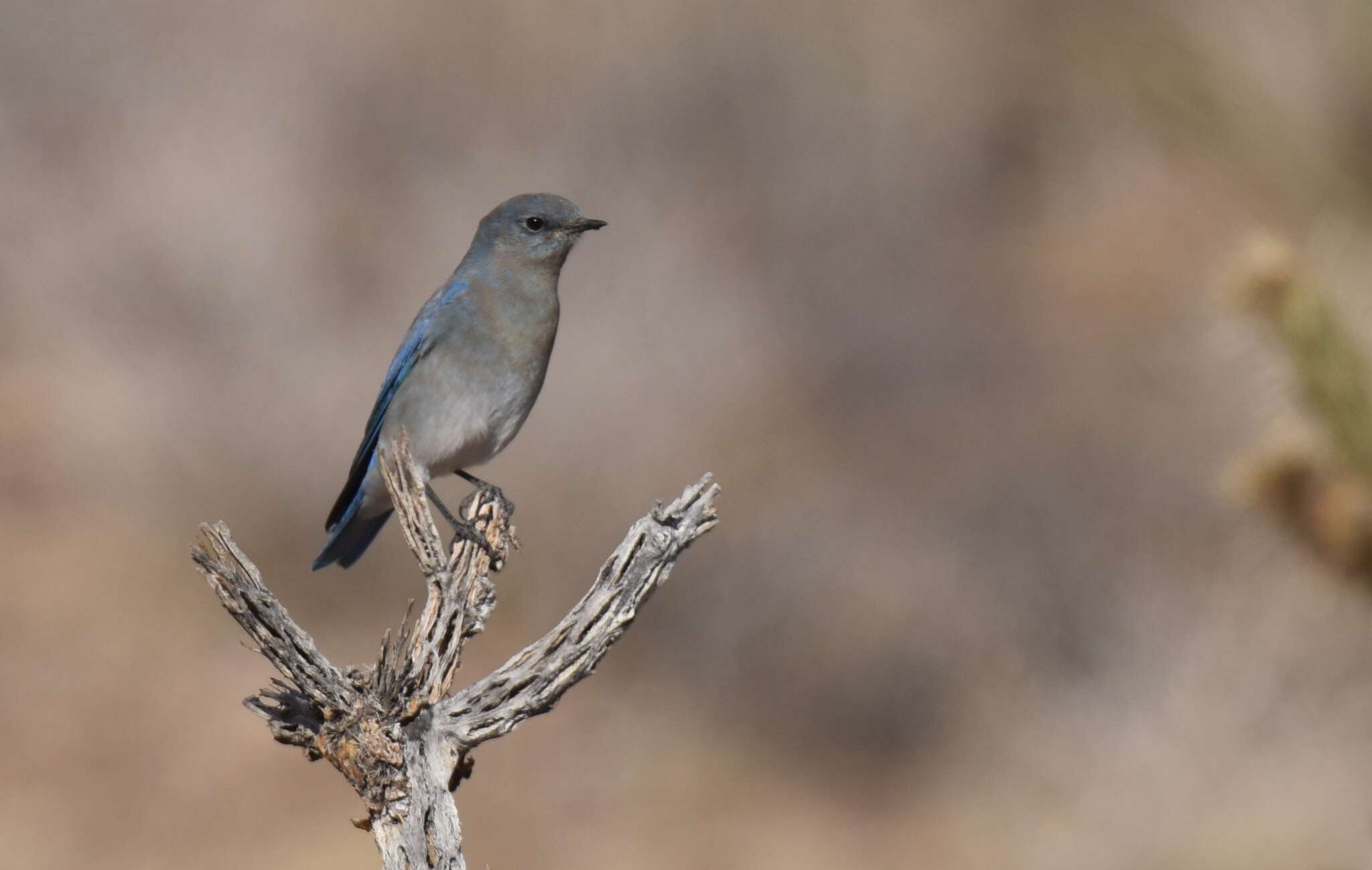 Image of Mountain Bluebird