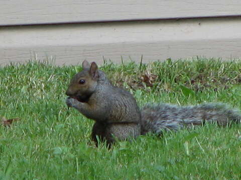 Image of Palearctic Tree Squirrels