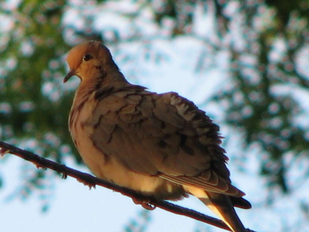 Image of American Mourning Dove