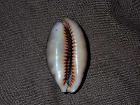 Image of bobcat cowrie