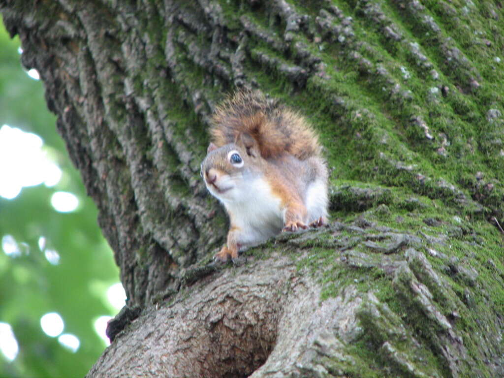 Image of pine squirrel