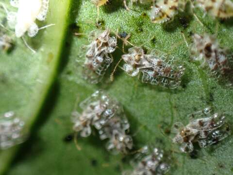 Image of Cotton lace bug