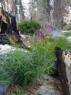 Image of fireweed