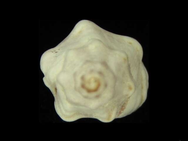 Sivun Pascula ochrostoma (Blainville 1832) kuva