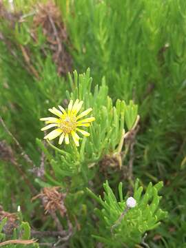 Image of Limbarda crithmoides subsp. longifolia (Arcang.) Greuter