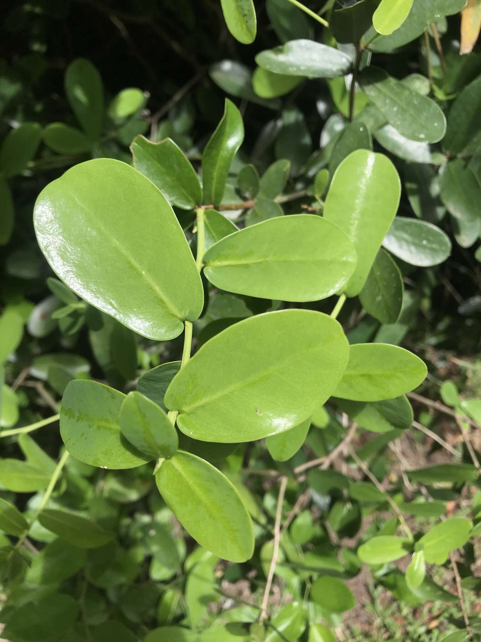 Image of Daphnopsis racemosa Griseb.