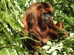 Image of Black and Red Howler