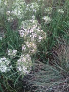 Image of Allium ramosum L.