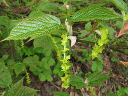 Image of Grey-budded snake-bark-maple