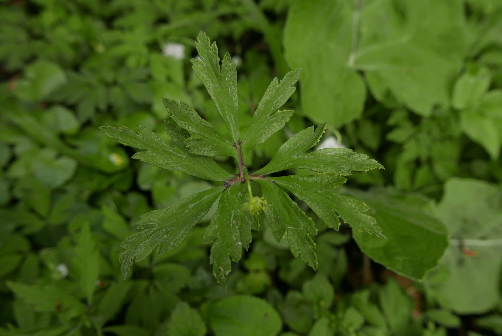 Image of Tranzschelia pruni-spinosae (Pers.) Dietel 1922