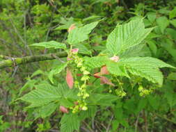 Image of Grey-budded snake-bark-maple