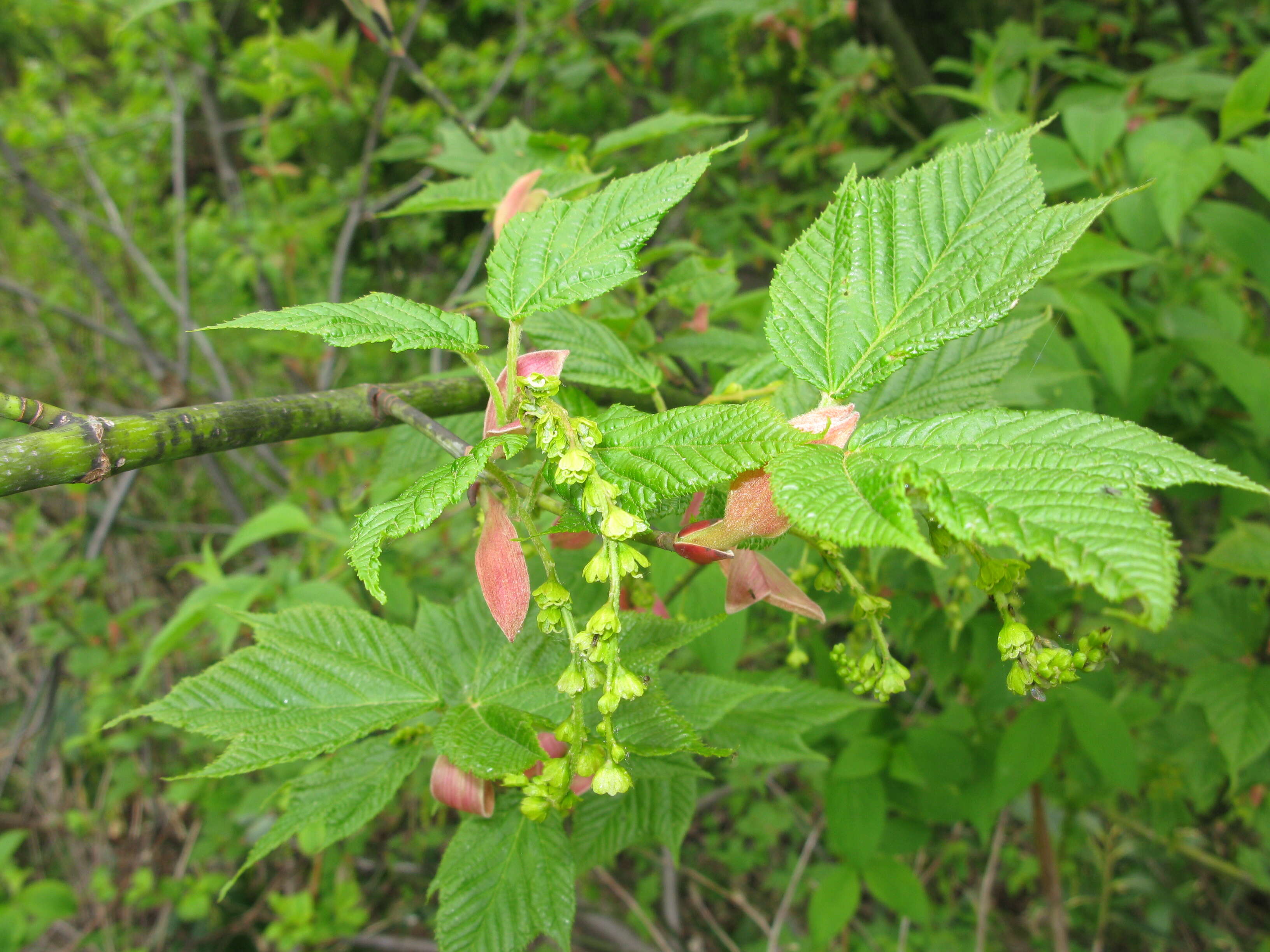 Image of Grey-budded snake-bark-maple