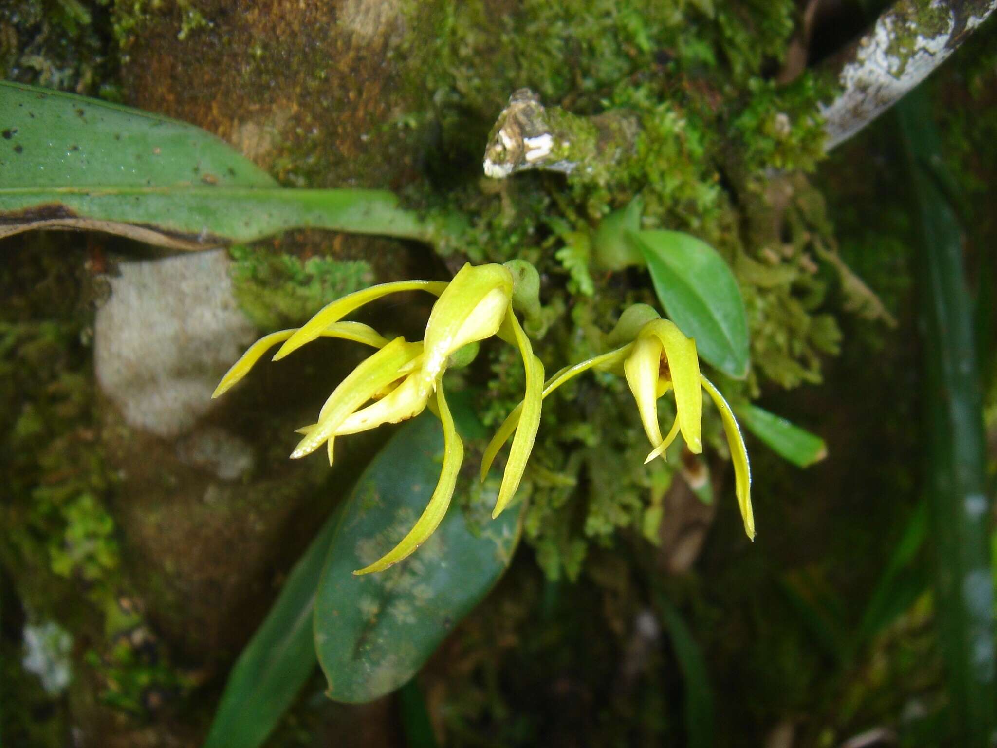 Image of Maxillaria crocea Lindl.