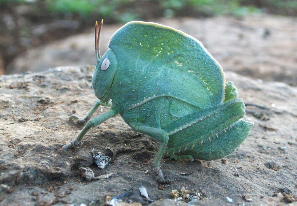 Image of Teratodes monticollis (Gray & G. R. 1832)