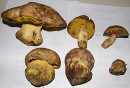 Image de Butyriboletus abieticola (Thiers) D. Arora & J. L. Frank 2014