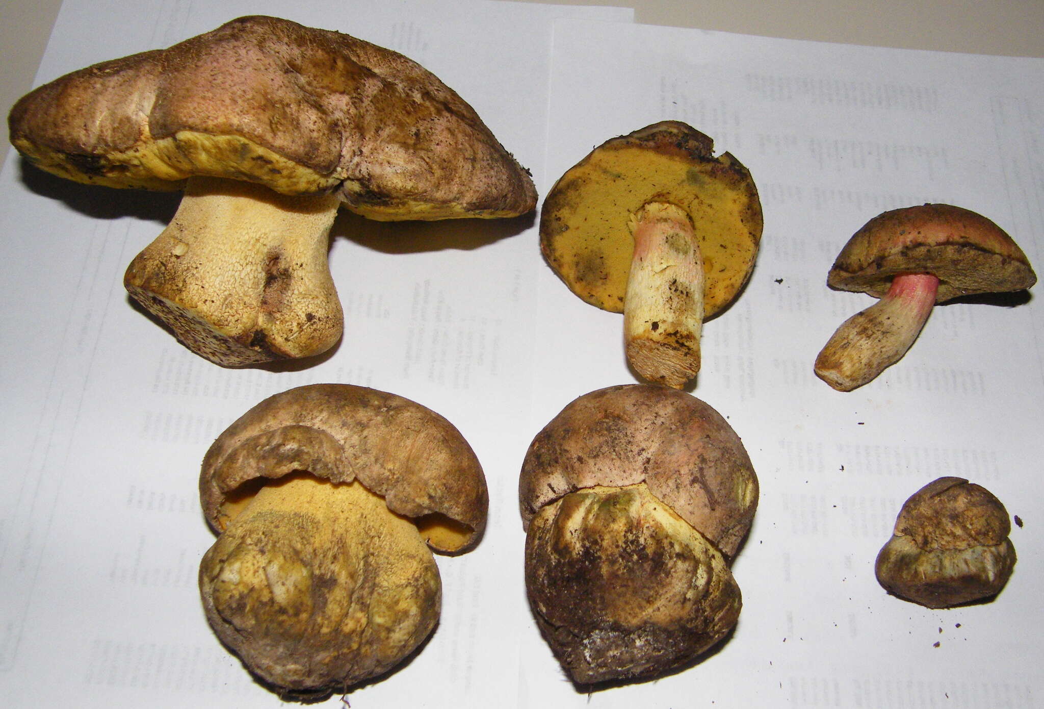 Image de Butyriboletus abieticola (Thiers) D. Arora & J. L. Frank 2014