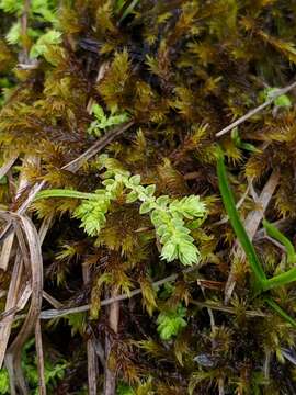 Image de Selaginella eclipes Buck