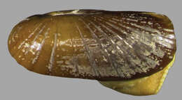 Image de Solemyinae Gray 1840