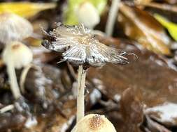 Image of Orange-mat coprinus