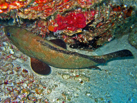 Image of Brown-spotted Grouper