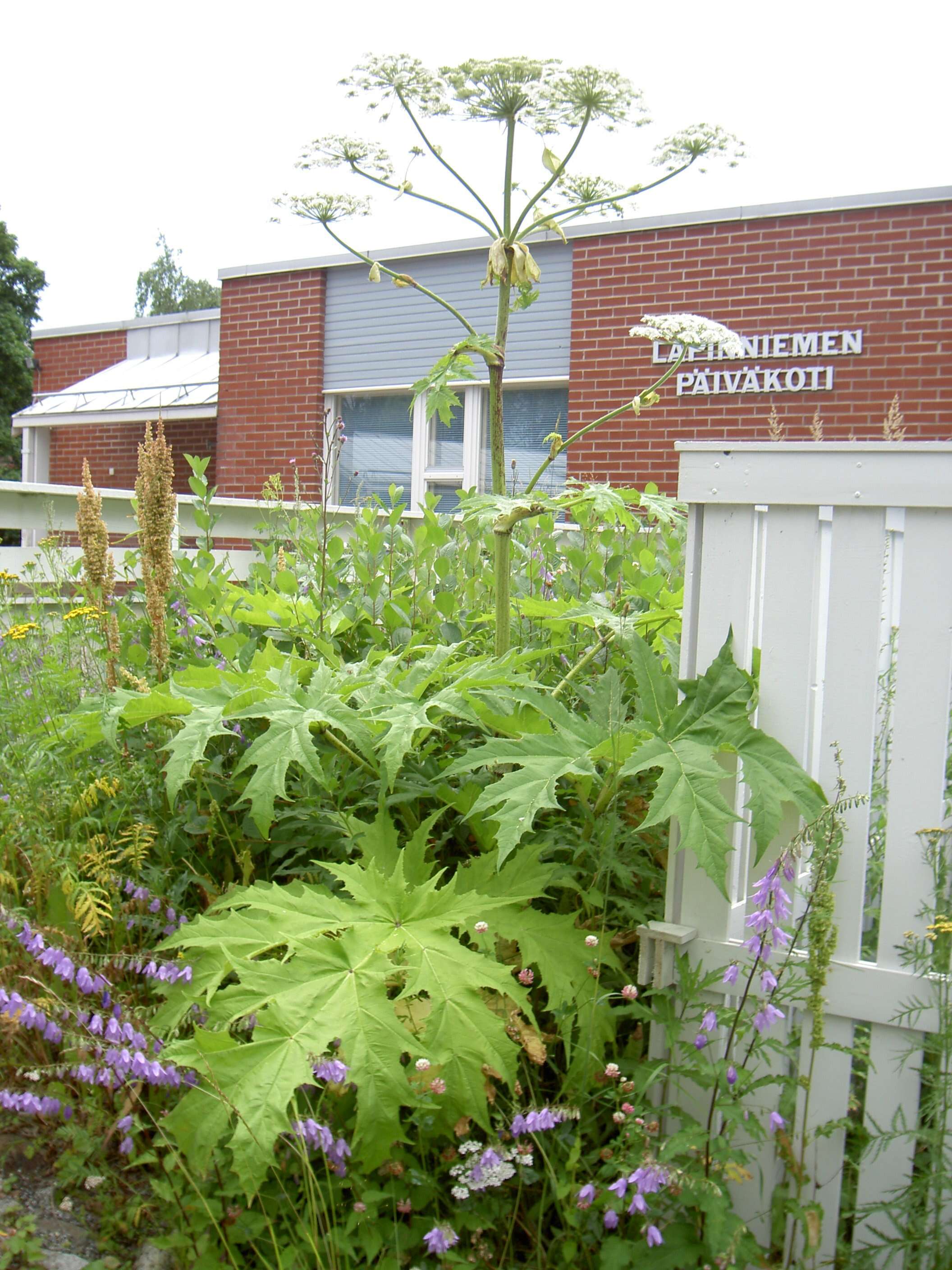 Image of Mantegazzi's Cow-Parsnip