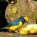 Plancia ëd Euphonia imitans (Hellmayr 1936)