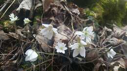 Sivun Hepatica nobilis var. acuta (Pursh) Steyermark kuva