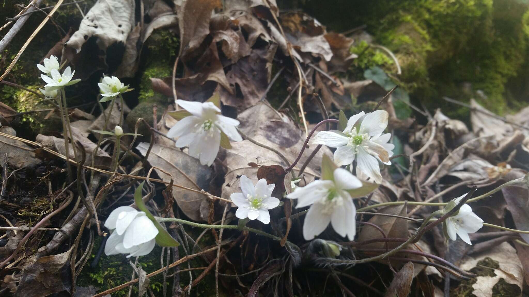 Sivun Hepatica nobilis var. acuta (Pursh) Steyermark kuva