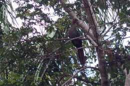 Image of Little Chachalaca