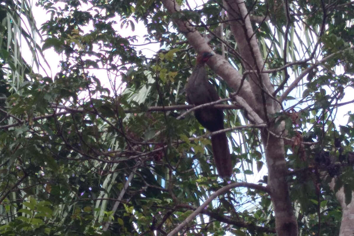 Ortalis motmot (Linnaeus 1766) resmi