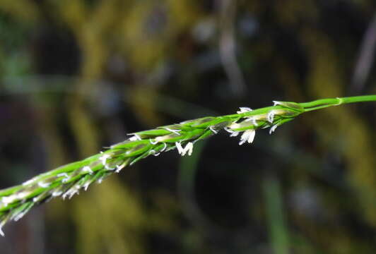 Image of Anthoxanthum horsfieldii (Kunth ex Benn.) Reeder