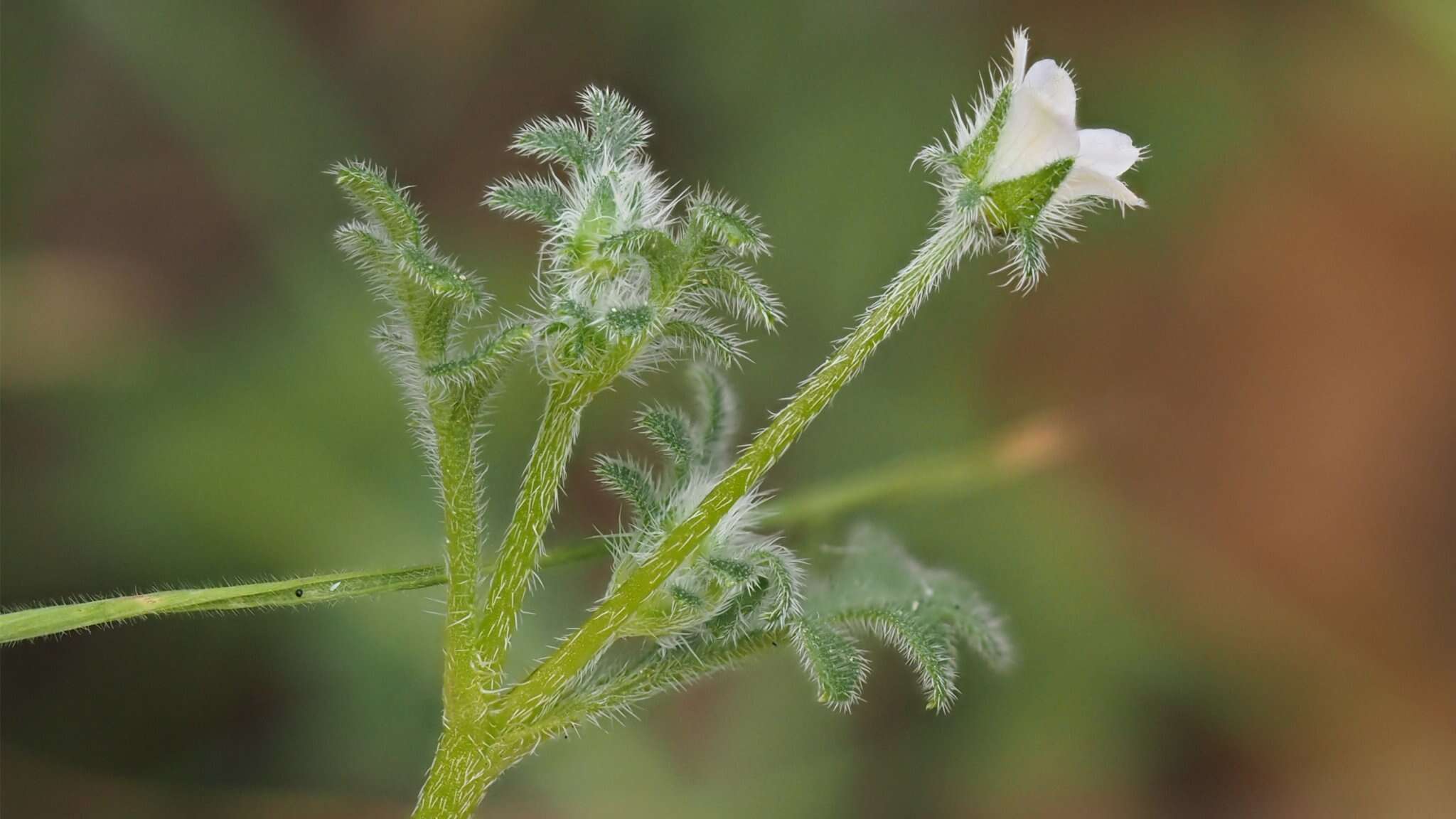 Imagem de Nemophila pedunculata Dougl. ex Benth.