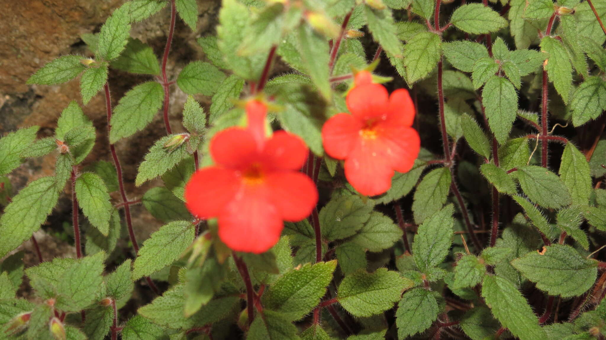 Imagem de Achimenes erecta (Lam.) H. P. Fuchs